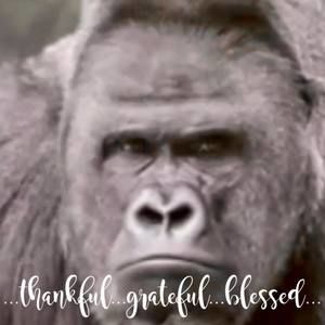 Meet your Posher, Guy